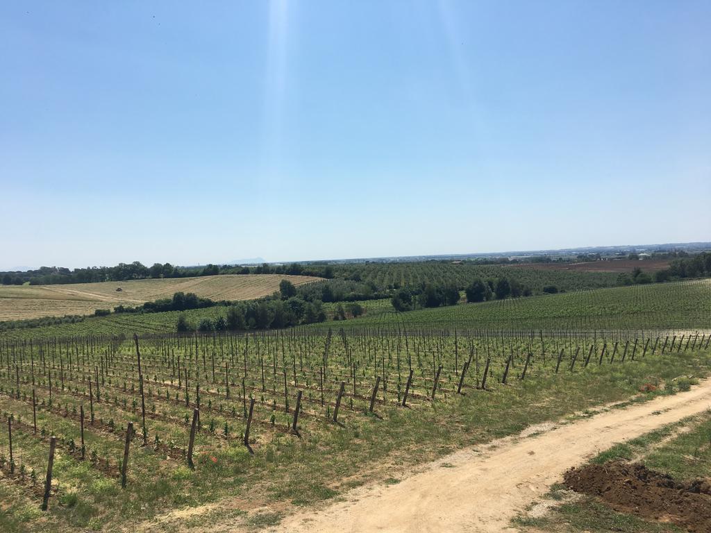 Il Casale Degli Ulivi - Agriturismo - Tenimenti Leone Lanuvio Zewnętrze zdjęcie