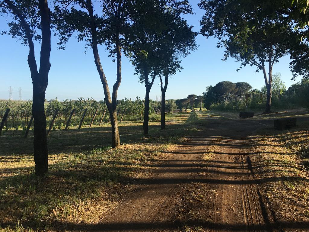 Il Casale Degli Ulivi - Agriturismo - Tenimenti Leone Lanuvio Zewnętrze zdjęcie